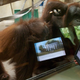 Image for article titled These Orangutans Play with iPads